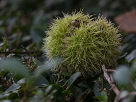 20201013-Vecht-108