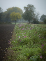 20201023-Haanwijk-115