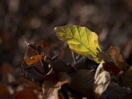 20201129-Vecht-109