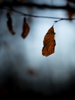 20201205-LageVuursche-105