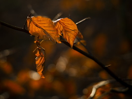 20201205-LageVuursche-106