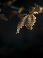 20201205-LageVuursche-110