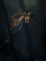 20201205-LageVuursche-112