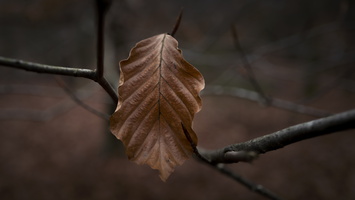 20201205-LageVuursche-137