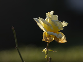 20201218-Loenen-102