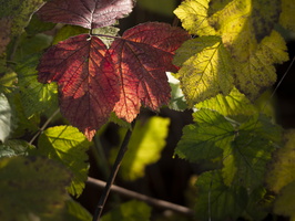 20201218-Loenen-117