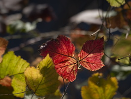 20201218-Loenen-118