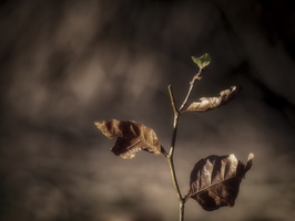 20201218-Loenen-126