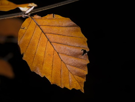 20201228-Blaadjes-102