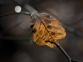 20201228-Blaadjes-112