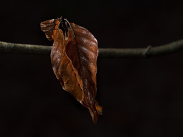 20201228-Blaadjes-126
