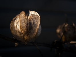 210109-Vecht-126