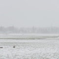 20210207-Loenen-Sneeuw-115.jpg