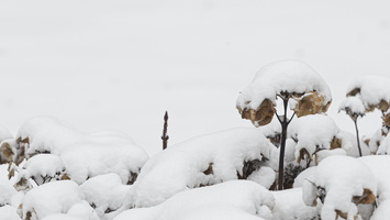 20210207-Loenen-Sneeuw-131