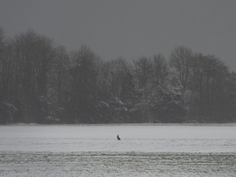 20210207-Loenen-Sneeuw-141.jpg