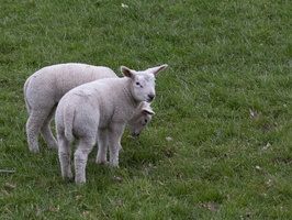 20210328-Loenen-109