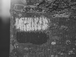 20210405-CanonF1-55mm-Delta100-Loenen-107