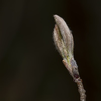 20210411-Voorjaar-106