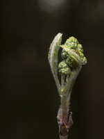 20210411-Voorjaar-111