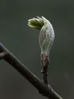 20210411-Voorjaar-128