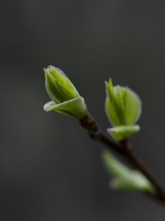 20210411-Voorjaar-129