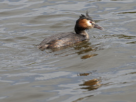 20210425-Loenen-110
