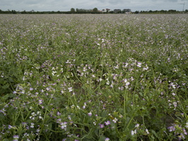 20210622-Zeeland-136