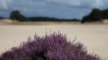 20210828-Kootwijkerzand-21