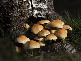 20211008-LageVuursche-118