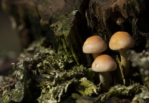 20211008-LageVuursche-120