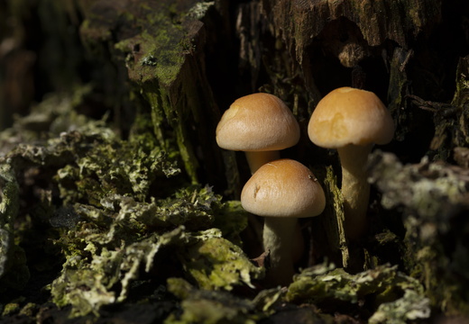 20211008-LageVuursche-121