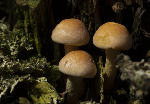 20211008-LageVuursche-122