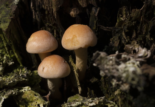 20211008-LageVuursche-135