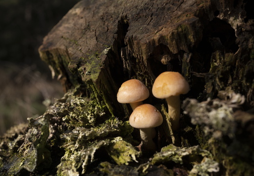 20211008-LageVuursche-136