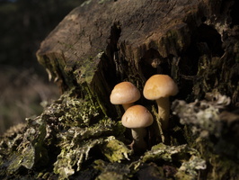 20211008-LageVuursche-136