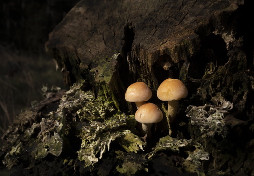 20211008-LageVuursche-137
