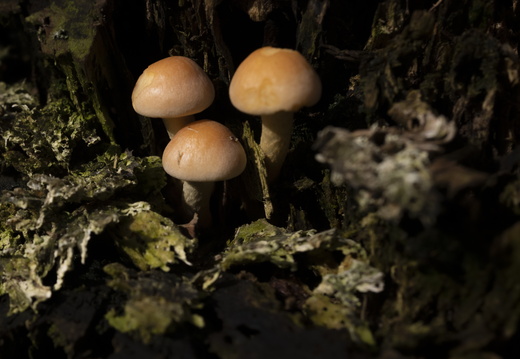 20211008-LageVuursche-138