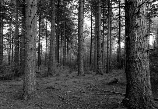 20211008-LageVuursche-142