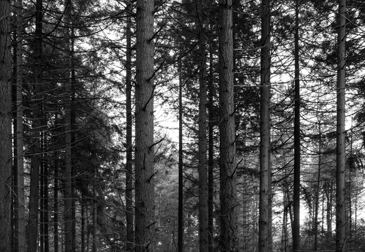 20211008-LageVuursche-143