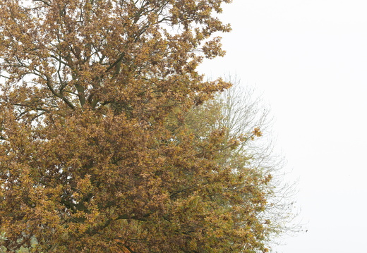 20211114-Loenen-101