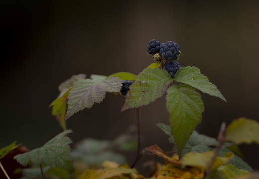 20211114-Loenen-102