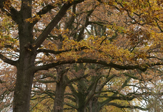 20211114-Loenen-106