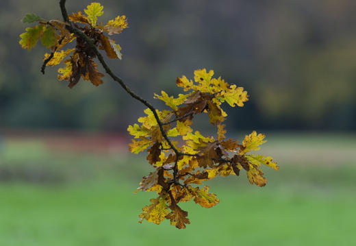 20211114-Loenen-107