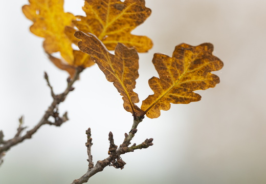 20211114-Loenen-109