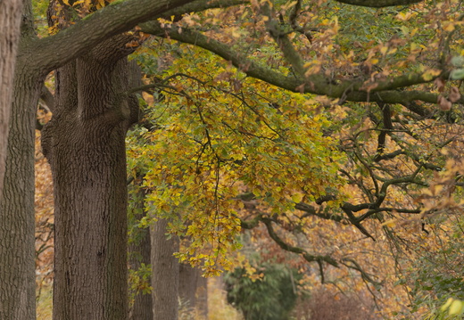 20211114-Loenen-110