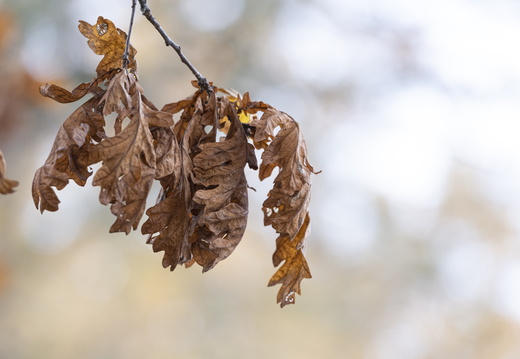 20211114-Loenen-112