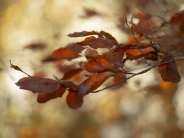 20211121-Loenen-126