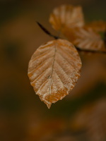 20211127-Bladeren-113