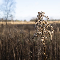 20211211-Kosharetrailvervangingswandeling-Kampina-128