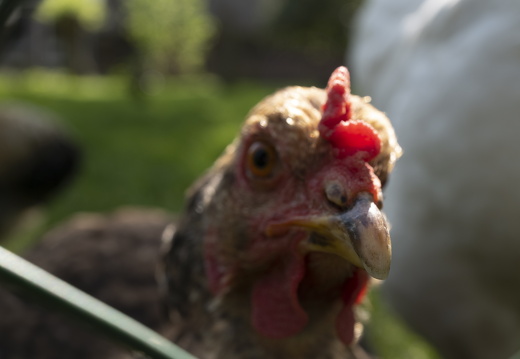 20220514-VoetenInLoenen-110